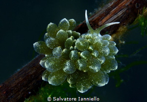 Bunch by Salvatore Ianniello 